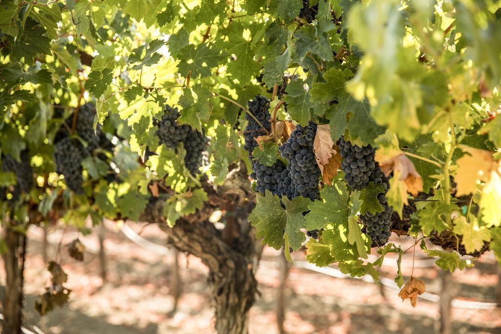 Harvest Inn St. Helena Luaran gambar